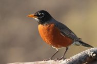 American-Robin-Images