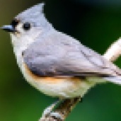 The Tufted Titmouse